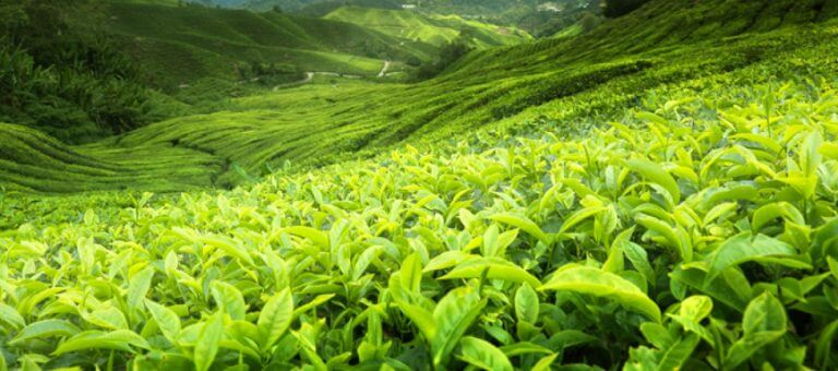 Ceylon Tea: Sip the Essence of Sri Lanka. Immerse yourself in the legacy of world-renowned Ceylon Tea. Explore exquisite flavors and rich aromas,